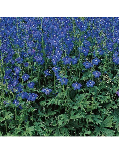 Pied d'alouette Belladonna Bellamosum - Delphinium lot de 4