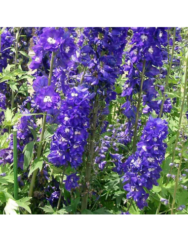 Pied d'alouette King Arthur - Delphinium lot de 4