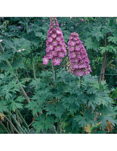 Pied d'alouette Astolat - Delphinium lot de 4