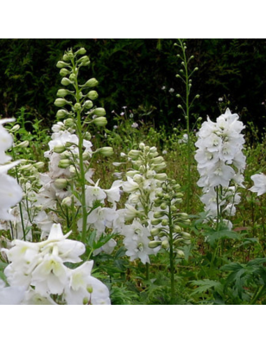 Pied d'alouette Galahad - Delphinium lot de 4