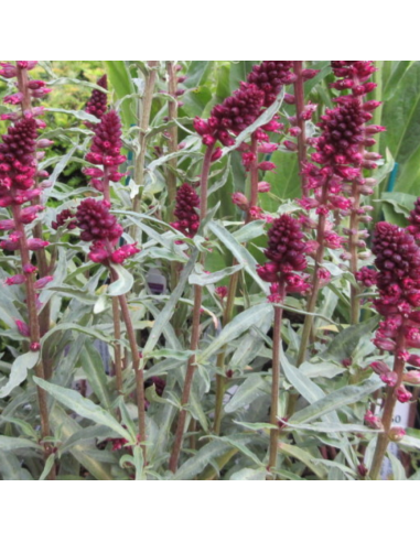 Lysimaque pourpre Beaujolais