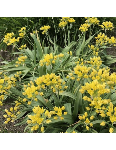 Bulbe d'ail doré - Allium Moly