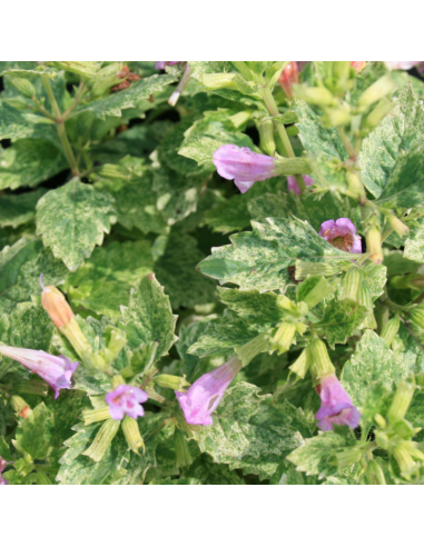 Calament à grandes fleurs à feuillage panaché