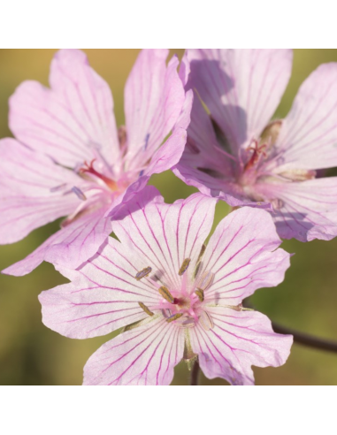 Géranium tubéreux - Geranium tuberosum