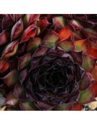 Joubarbe des toits Noir - Sempervivum Tectorum Noir