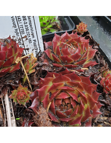 Joubarbe Gay Jester - Sempervivum Gay Jester