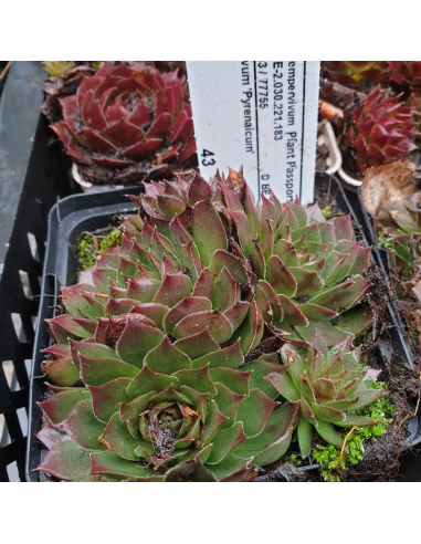 Joubarbe  - Sempervivum Pyrenaicum