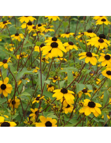 Rudbeckia Triloba