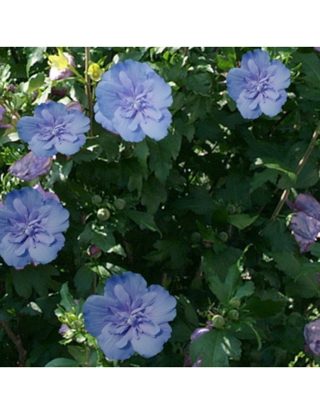 Hibiscus Blue Chiffon