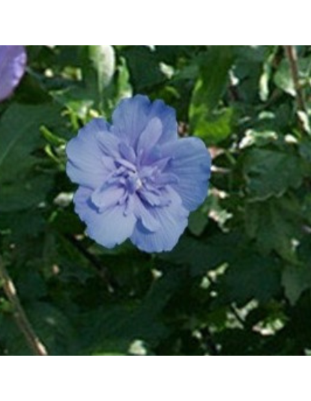 Hibiscus Blue Chiffon