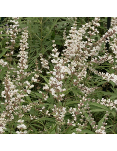 Poivre des moines blanc - Vitex agnus castus albus