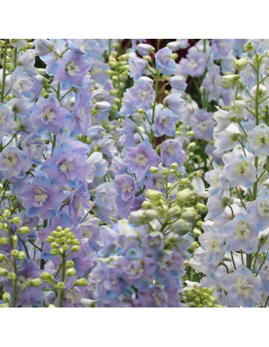 Pied d'alouette Guinevere - Delphinium lot de 4