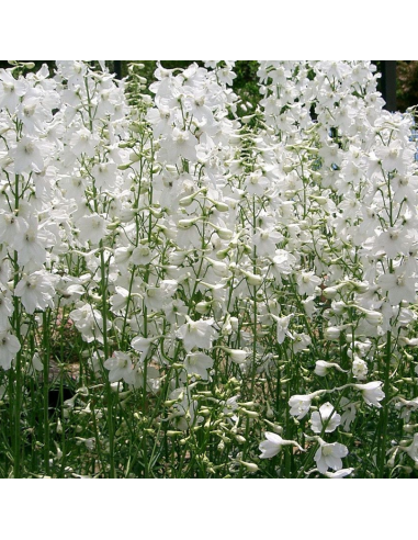 Pied d'alouette Belladonna Casa Blanca - Delphinium lot de 4