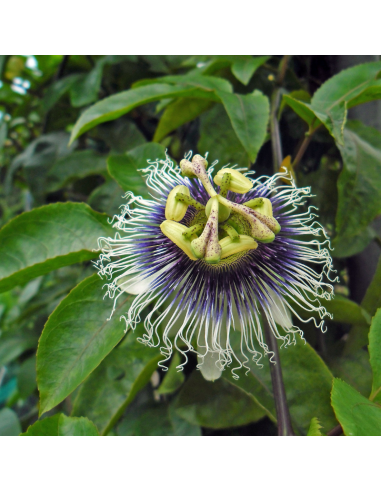 Fruits de la passion - Passiflora Edulis