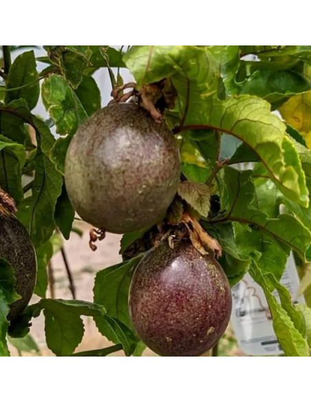 Fruit de la passion (Passiflora edulis), Les savoureuses