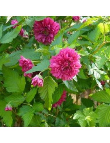 Ronce ornementale - Rubus spectabilis Flore Pleno