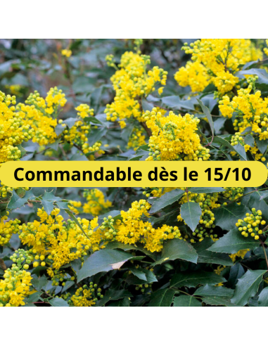 Mahonia à feuilles de houx