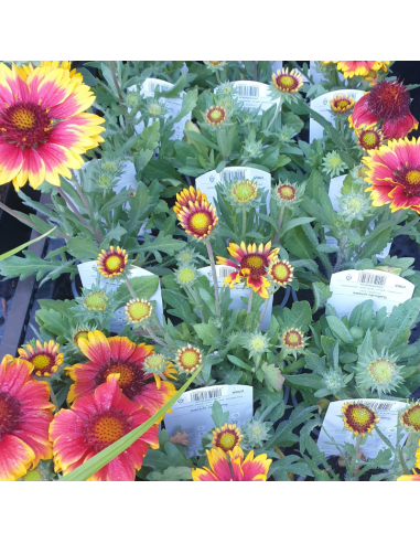 Gaillarde vivace Arizona sun