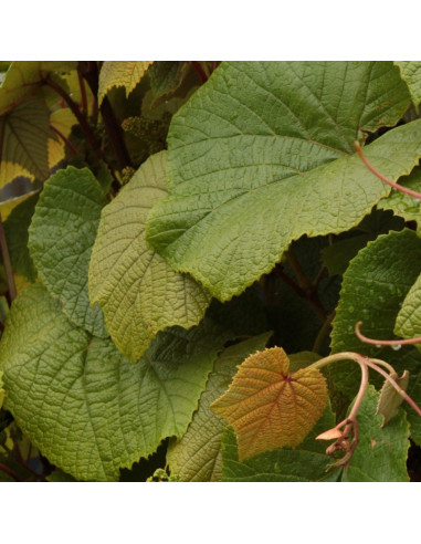 Vigne d'ornement - Vitis coignetiae