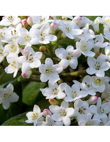 Viorne de Carle - Viburnum Carlesii