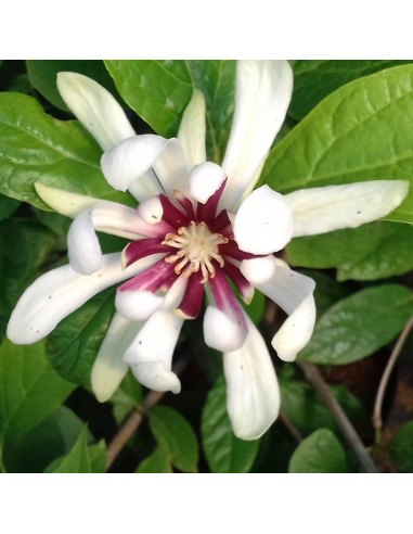 Arbre aux anémones - Calycanthus Venus