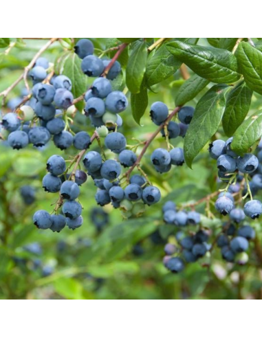 Myrtille d'Amérique Duke - Vaccinium corymbosum Duke