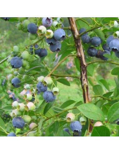 Myrtille d'Amérique Spartan - Vaccinium corymbosum Spartan