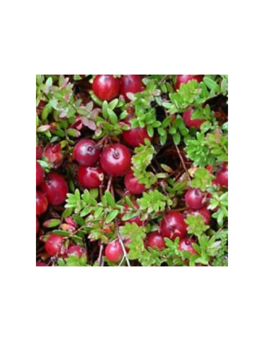 Canneberge - Cranberry - Vaccinium macrocarpon