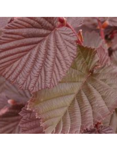 Noisetier commun Rouge de Zeller