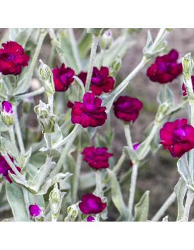 Coquelourde à fleurs doubles Gardener's world - Lychnis coronaria Garderner's world