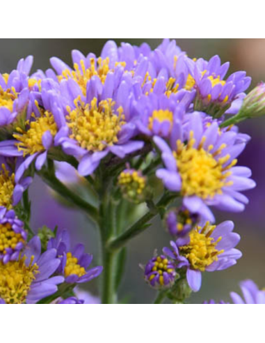 Aster de Tartarie Jindai - Aster Tataricus Jindai