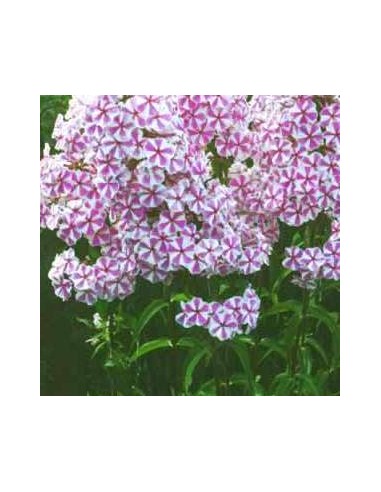 Phlox maculata natasha