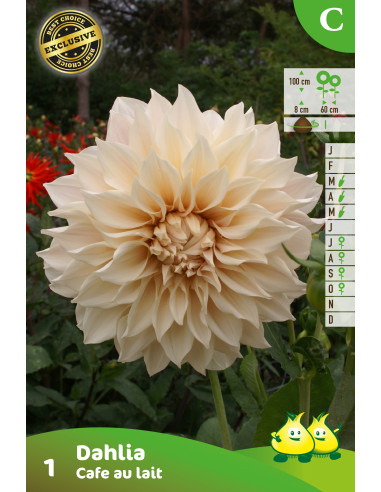 Dahlia géant Café au lait