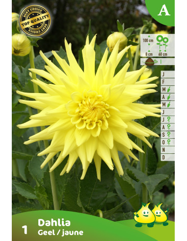 Dahlia cactus Yellow