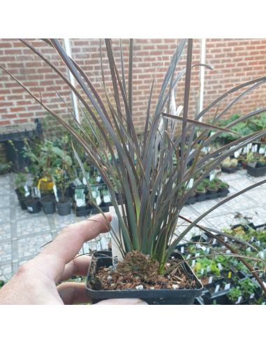 Lin de Nouvelle Zélande - Phormium tenax Purpureum