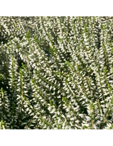 Bruyère commune - Calluna Vulgaris