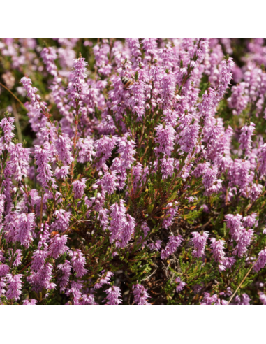 Bruyère commune - Calluna Vulgaris