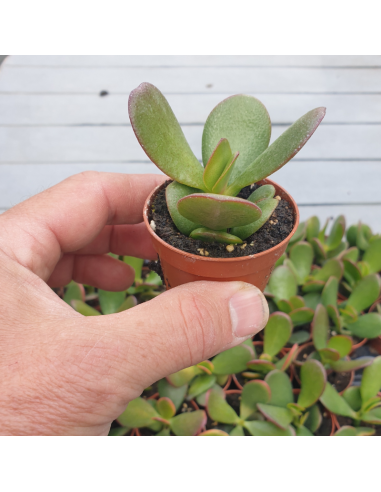 Arbre de Jade en bouture - Crassula Ovata