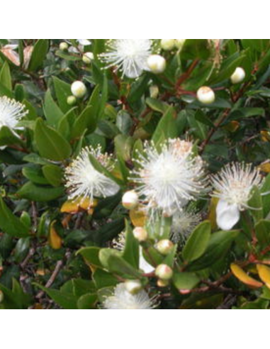 Myrte commun Tarentina - Myrtus communis