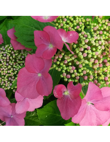 Hortensia à grosses têtes Teller - Hydrangea Macrophylla Teller