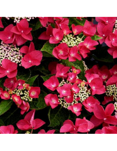 Hortensia à grosses têtes Teller - Hydrangea Macrophylla Teller