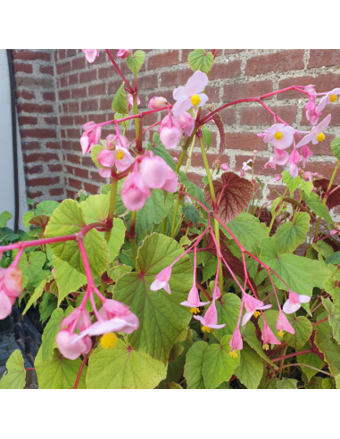 Begonia vivace - Begonia grandis evansiana