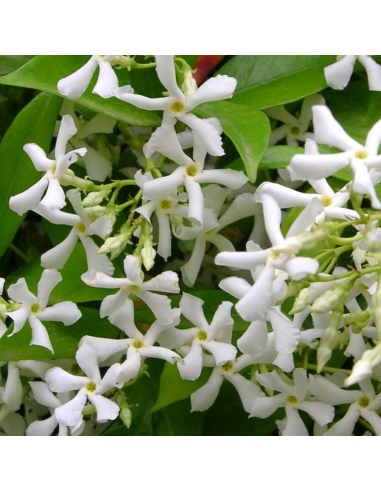 Jasmin étoilé - faux jasmin - Trachelospermum Jasminoides