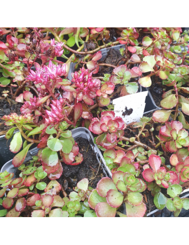 Orpin bâtard - Sedum Spurium Purpurteppich