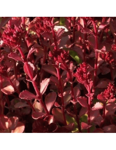 Orpin bâtard - Sedum Spurium Dragon Blood