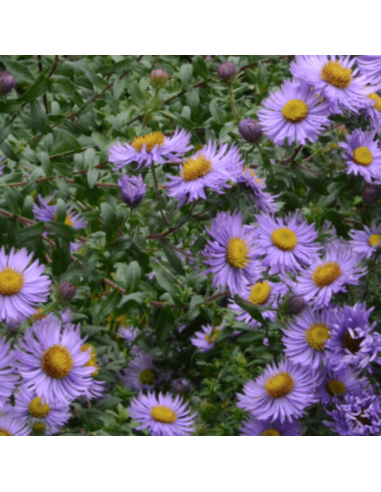 Aster de Nouvelle Angleterre Barr's Blue