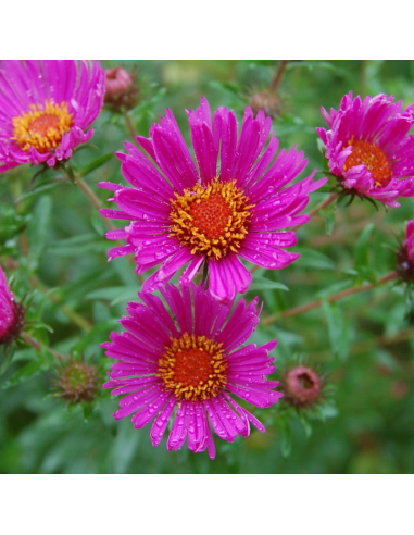 Aster de Nouvelle Angleterre Andenken an Paul Gerber