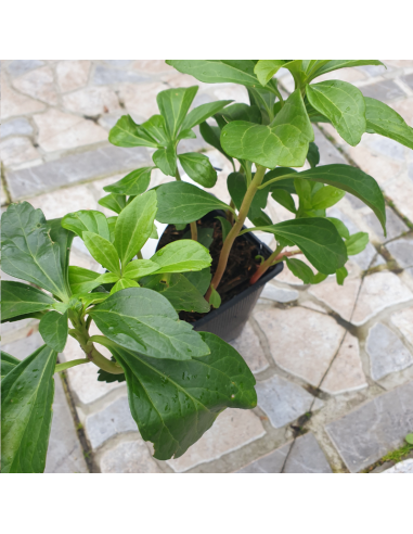 Pachysandra terminalis