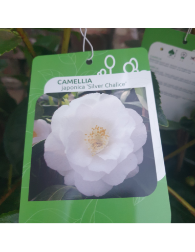 Camellia japonica Silver Chalice