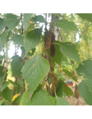 Bouleau blanc - Betula Pendula